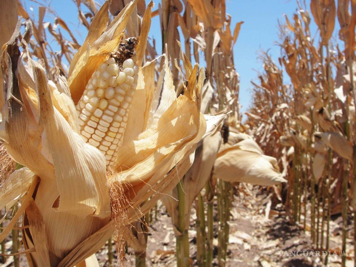 $!Y ahí viene el 'tortillazo', precio se dispara sin control; aseguran que “afectará a la mitad más pobre de México”