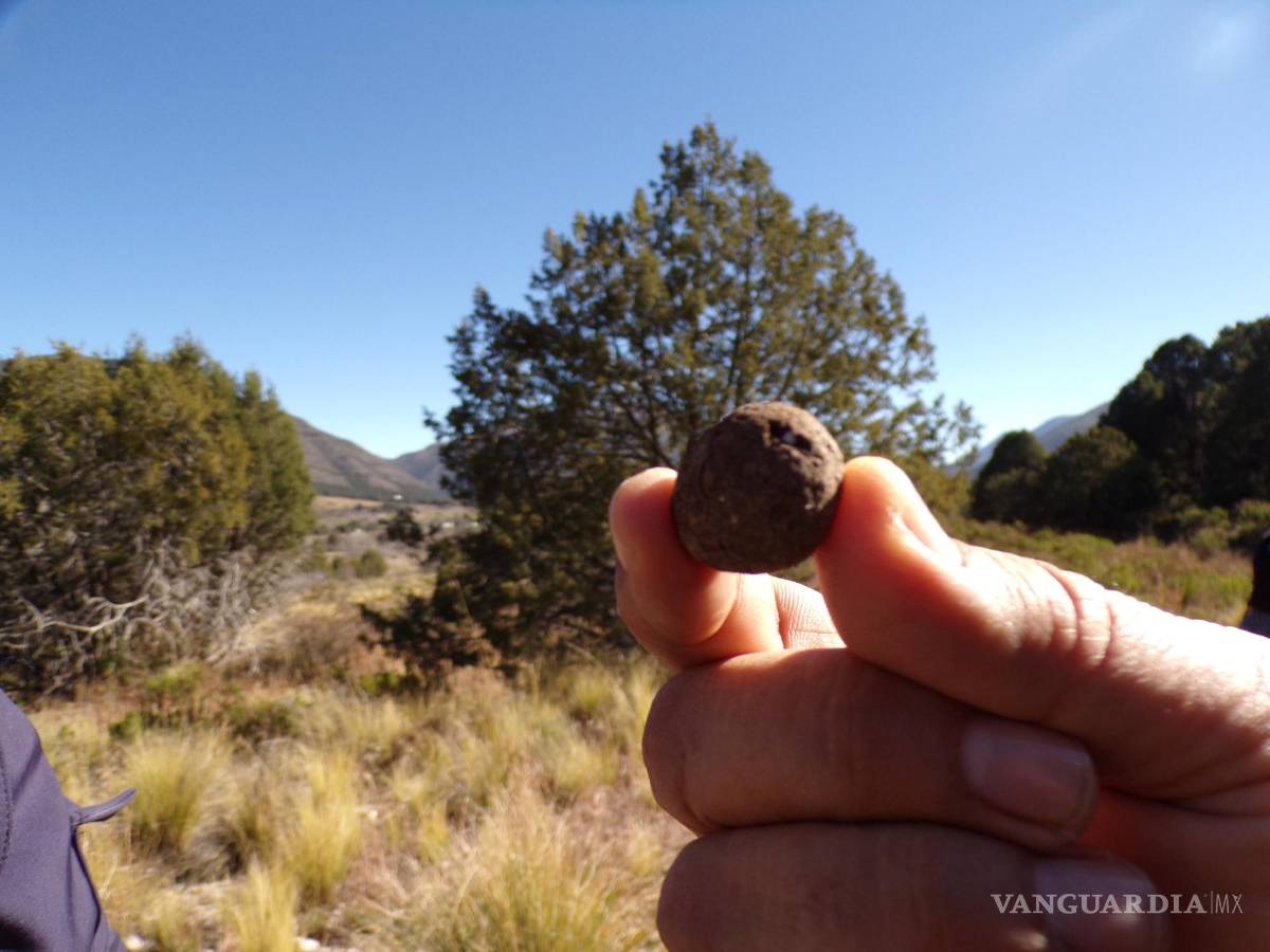 $!En las pequeñas bolitas llamadas pellet, se incrustaron semillas de distintas especies de coníferas que crecen en la Sierra de Arteaga y que fueron lanzadas con dron a alturas de 500 metros.