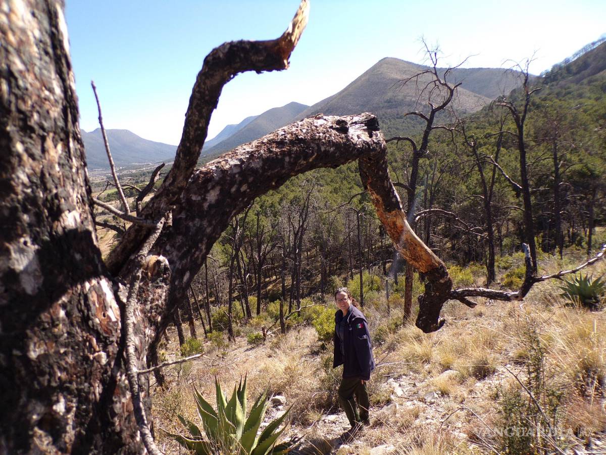 $!La planeación de diseminar semillas con dron duró más de dos meses, mientras que la ejecución en campo duró nueve días.