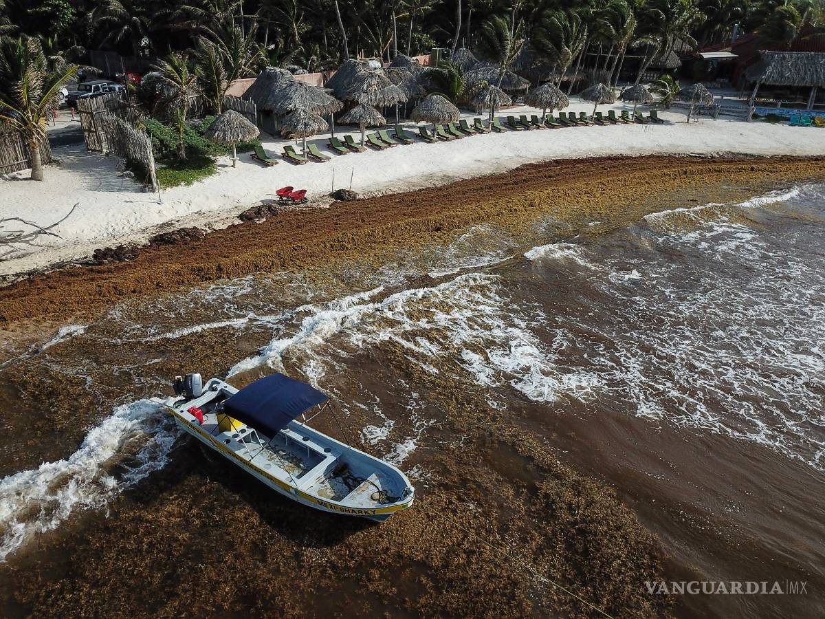 $!Sargazo convierte al mar Caribe en color negro