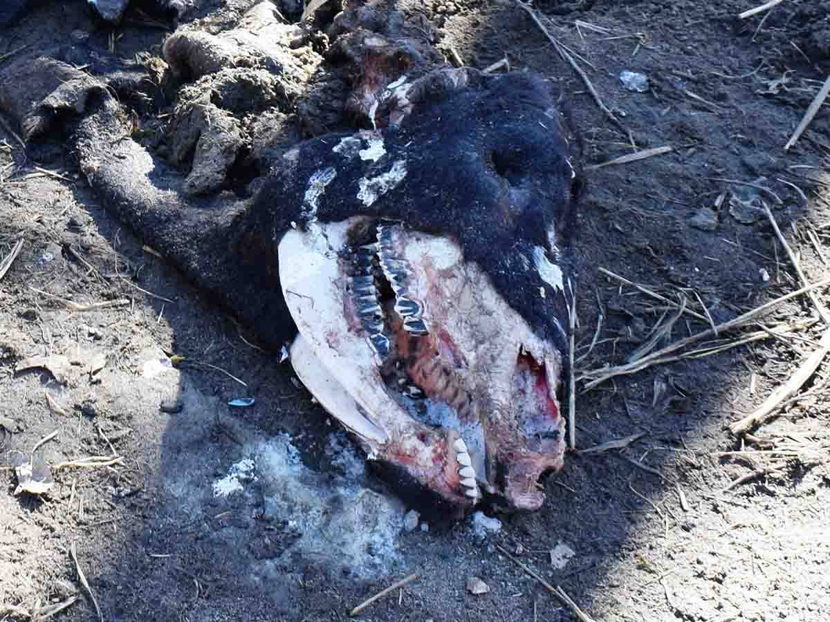 $!Aparecen toros mutilados muy extrañamente; expertos sugieren de responsables a alienígenas o sectas satánicas