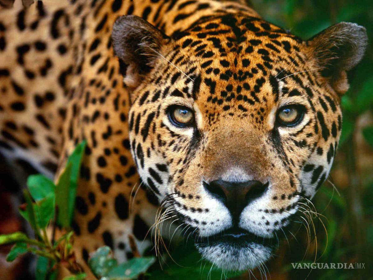 $!México Belice y Guatemala crean la primer área natural trinacional para proteger al jaguar