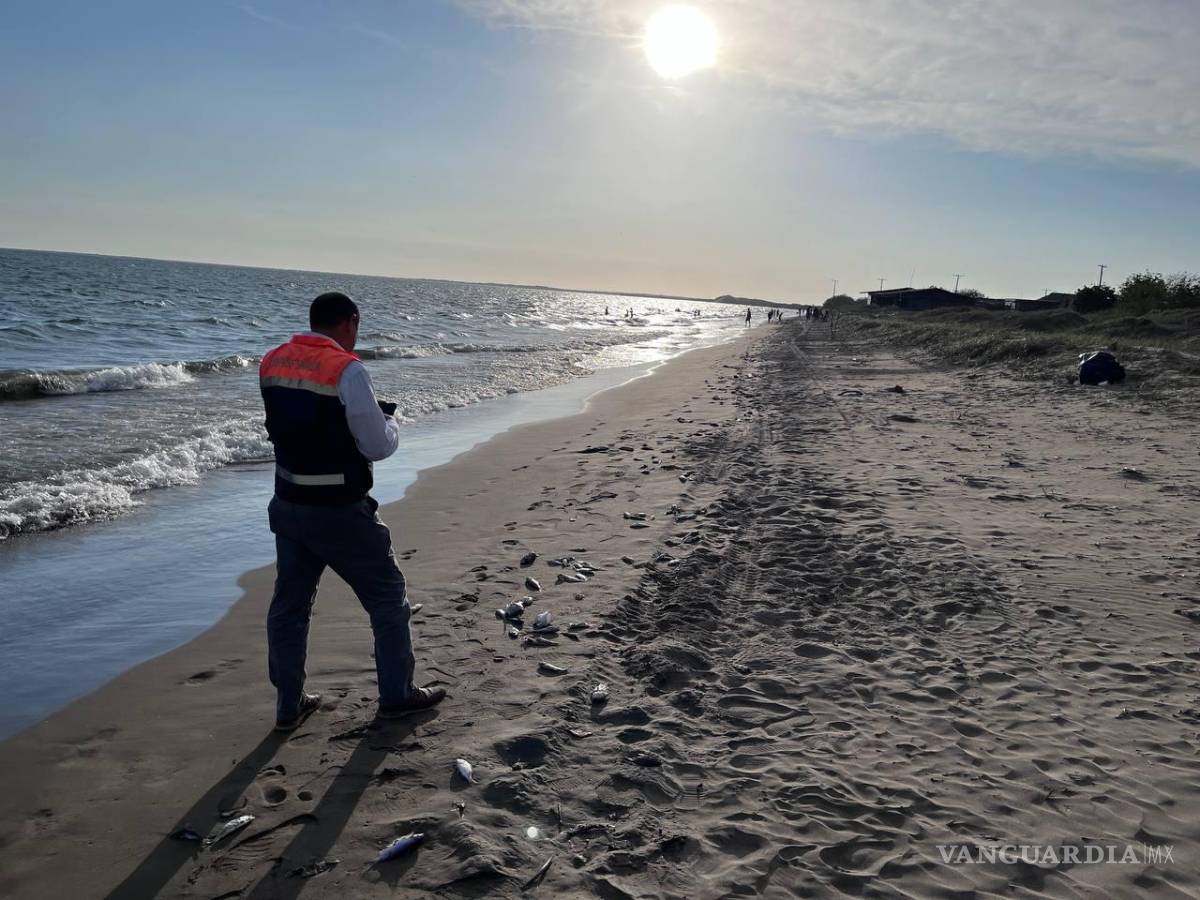 $!Aunque el estudio inicial aclaró cómo se originó la muerte de los peces, no ofreció respuestas sobre lo que motivó la aparición de las dos nocivas microalgas