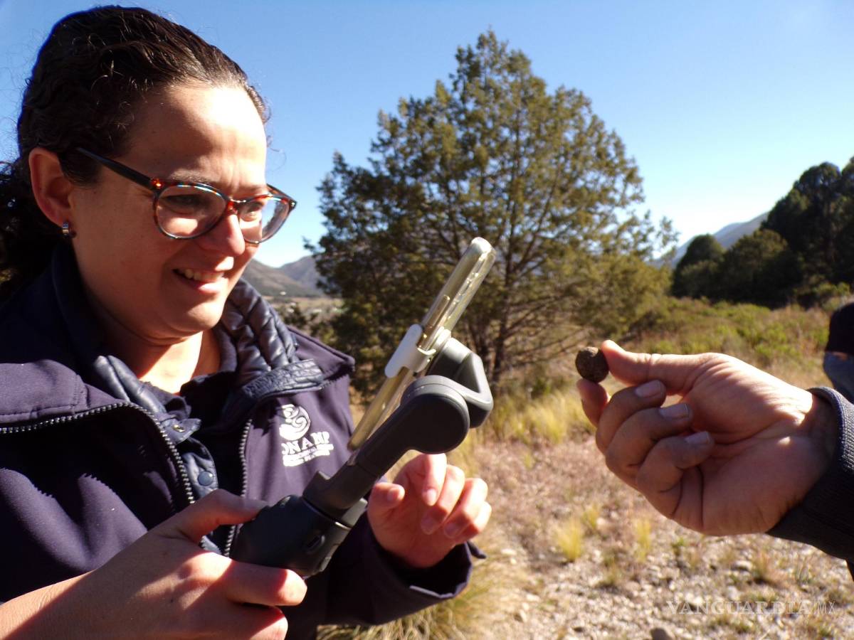 $!Adriana Núñez de la CONANP, muestra las zonas siniestradas por los incendios, pero también las bolitas color marrón, llamadas pellet, que están soltando mediante dron.