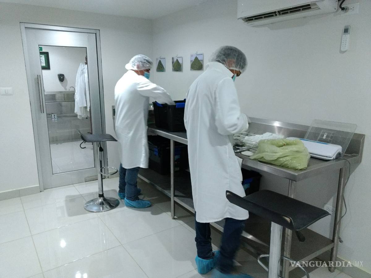 $!Nava, Coahuila, productor y exportador de Moringa, el Árbol de la Vida