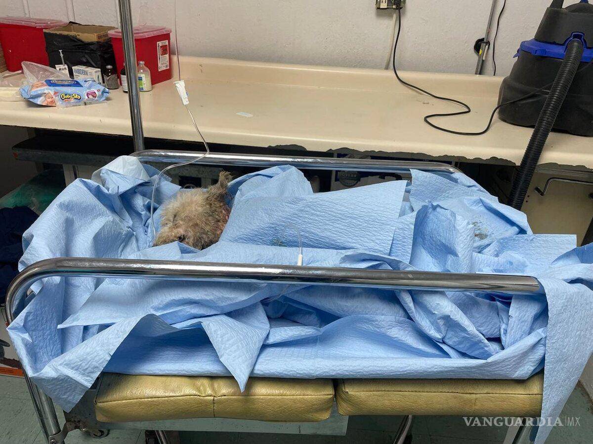 $!Ciudadanos marcharon por Mily, símbolo de la exigencia de justicia para los animales violentados.