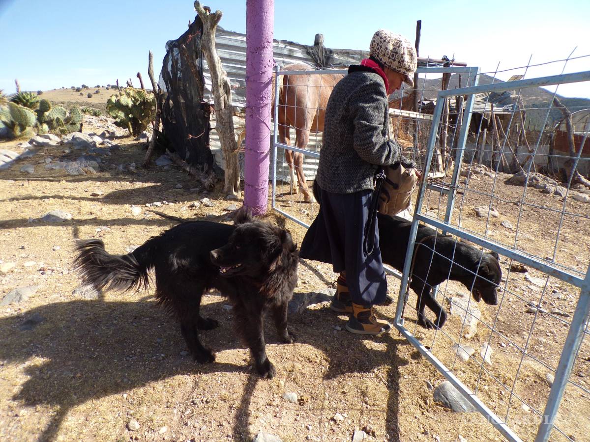 $!Nancy Ruth Islas tiene un séquito de perros, pero también gallinas, chivas y tiene una yegua. Ella misma siembra lo que come.