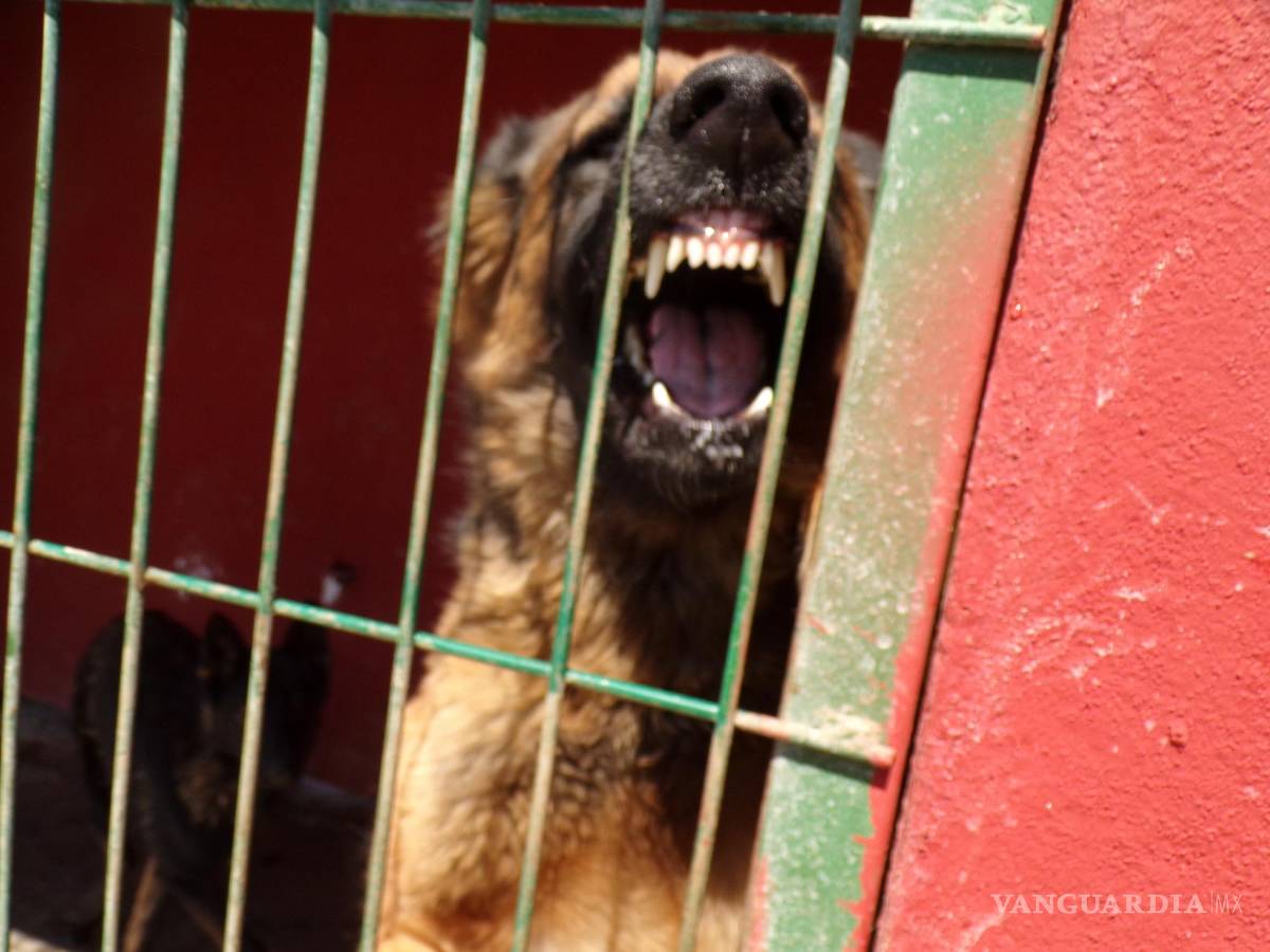 $!El perro feral se puede convertir en un depredador de ganado y hasta de pumas.