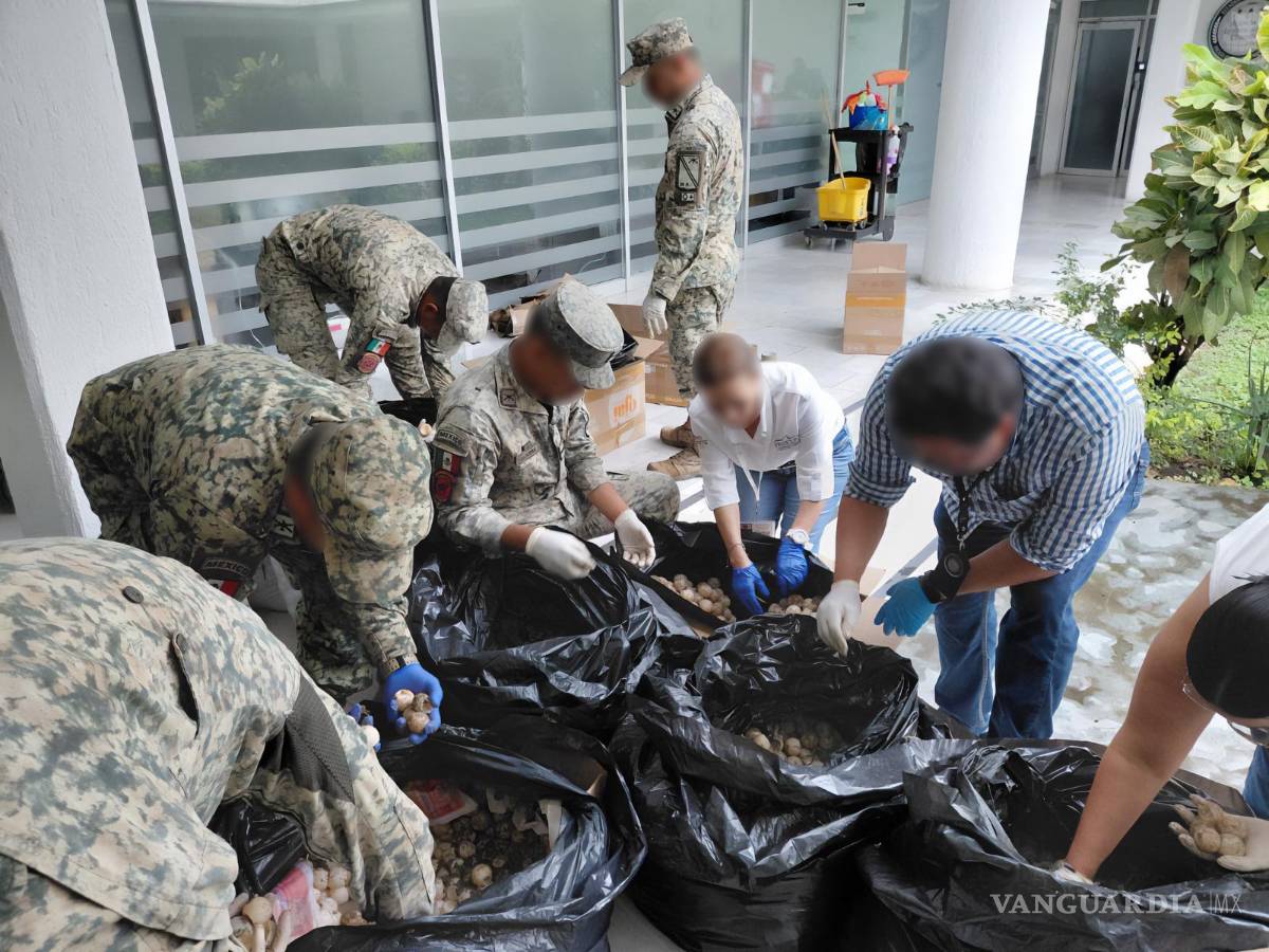 $!Profepa asegura más de 11 mil huevos de tortuga golfina transportados ilegalmente en Colima