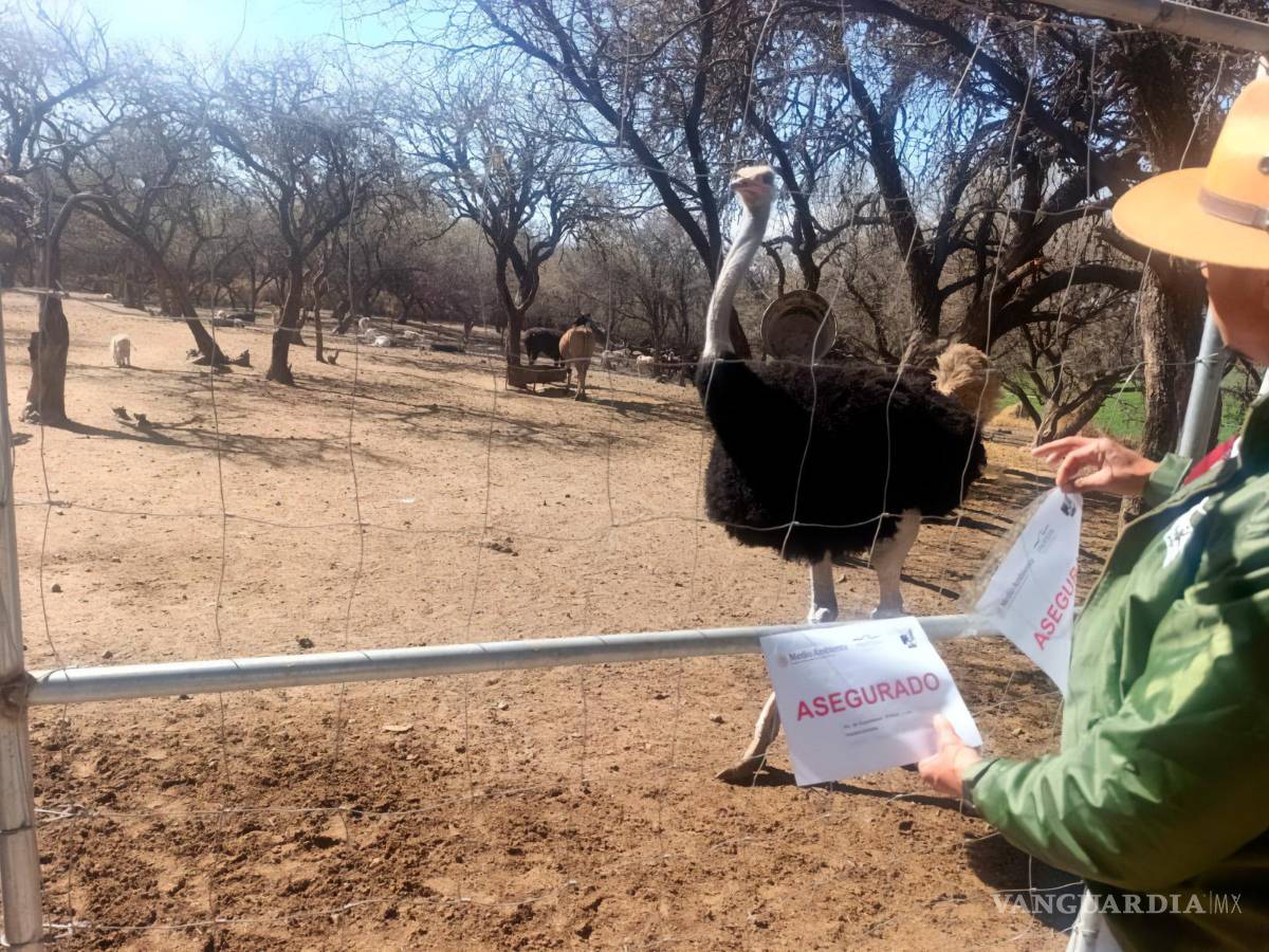 $!Profepa interviene rancho en Aguascalientes y asegura 44 ejemplares de fauna silvestre