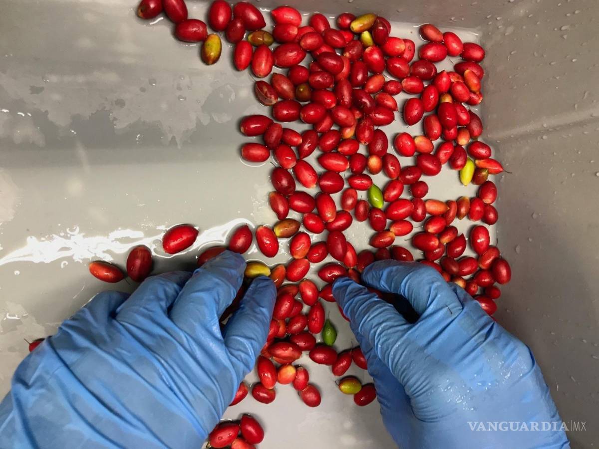 $!Un aspecto de las bayas mágicas recolectadas en el proceso de selección. EFE/Baïa Food