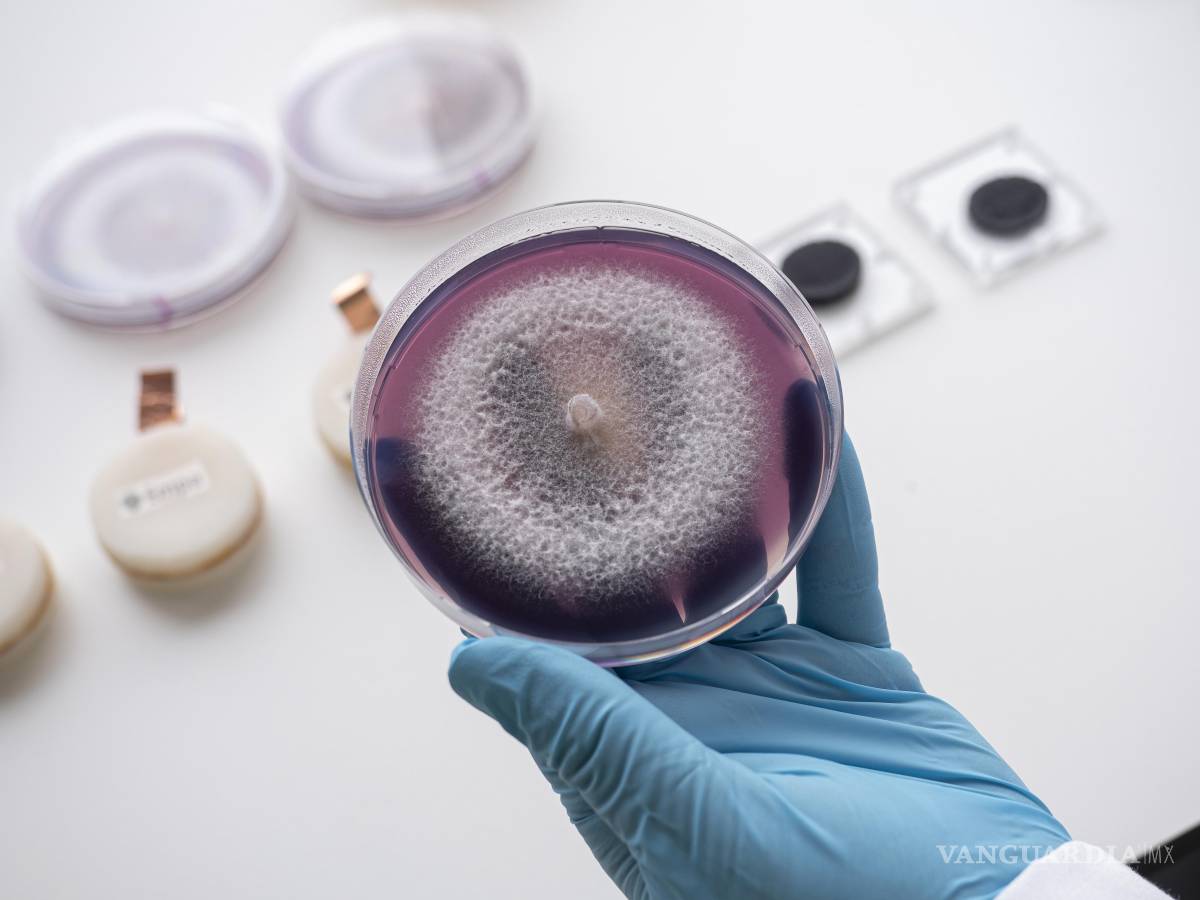 $!Crecimiento de los hongos (en primer plano) utilizados en la batería que necesita alimentación en lugar de cargarse.