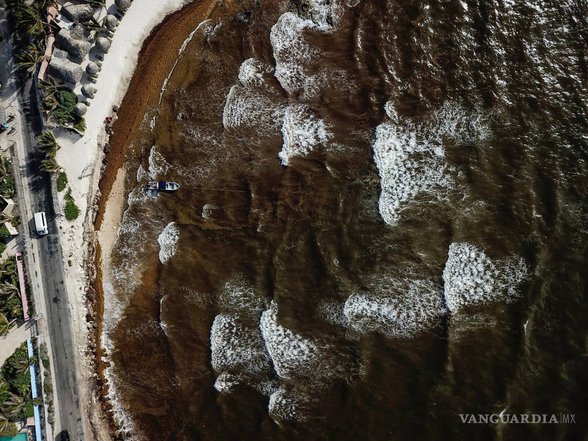 $!Sargazo convierte al mar Caribe en color negro