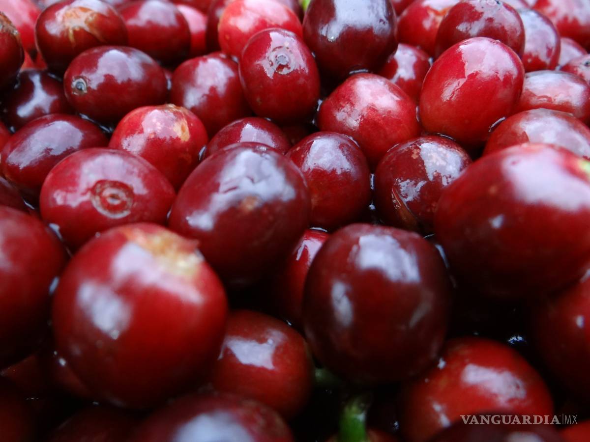 $!Asegura activista que países consumidores de café "perpetúan pobreza”