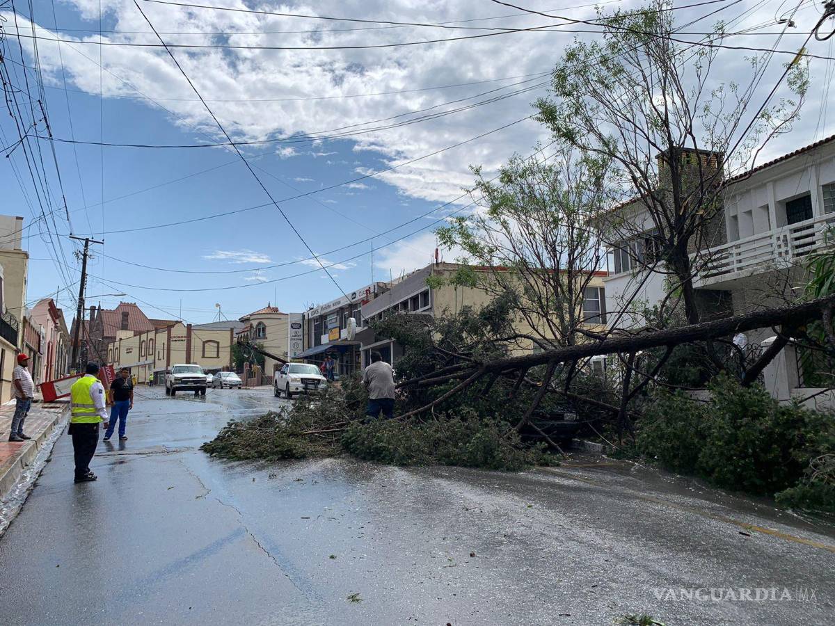 $!Árboles caídos fueron reportados en algunos puntos de la ciudad.