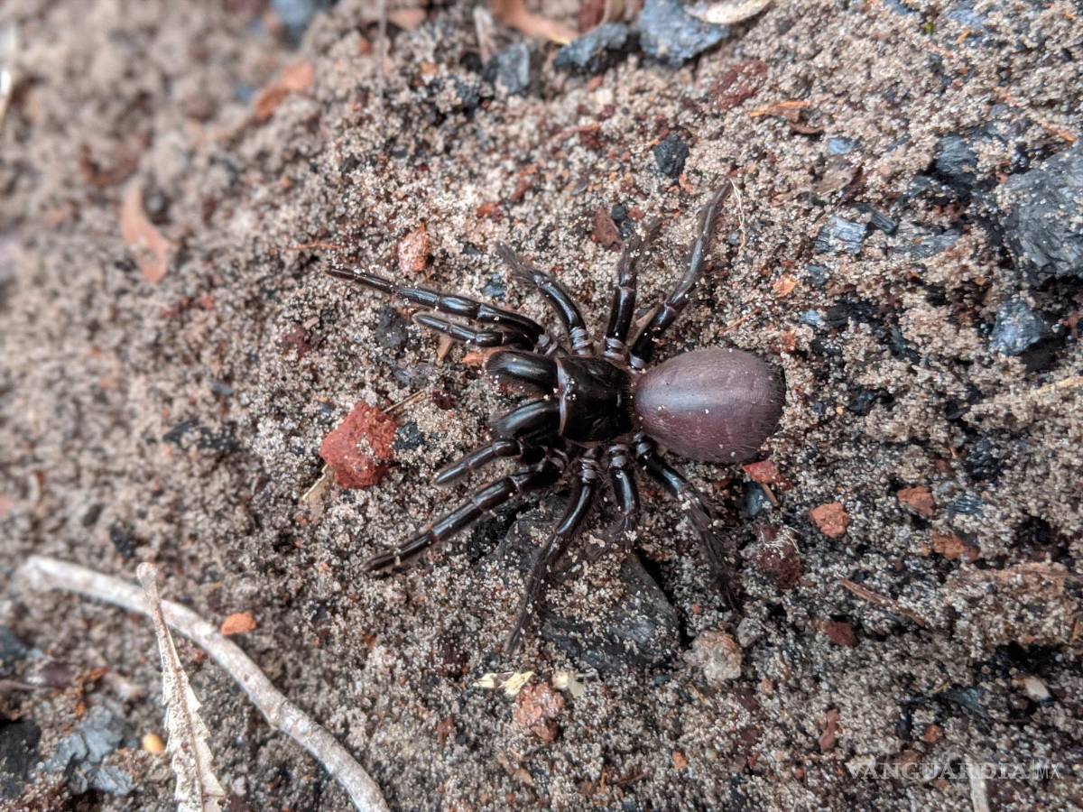 $!Araña de tela de embudo de isla Fraser, camuflada en la arena. EFE/Samantha Nixon/The University of Queensland/ Victor Chang Cardiac Research Institute
