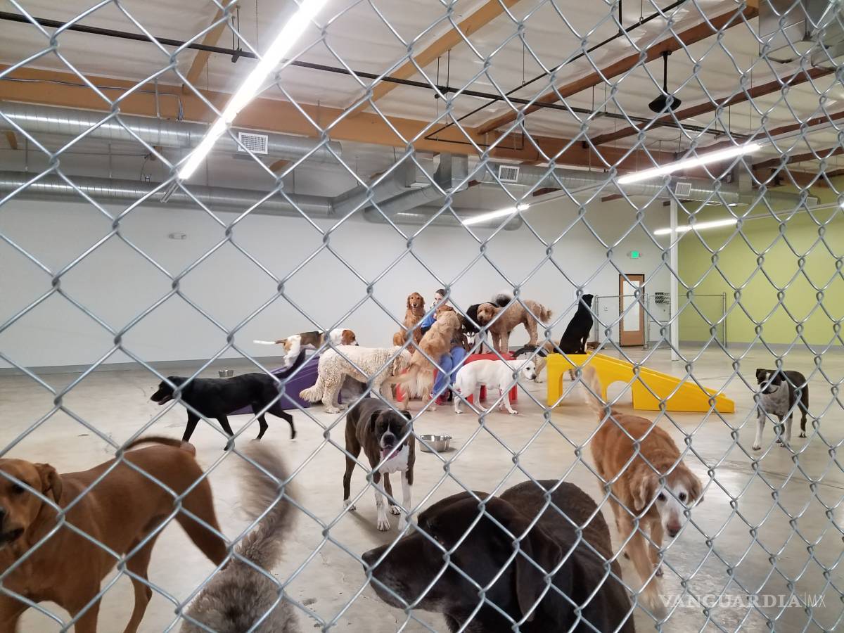 $!Max, el perro Pitbull que atacó a Iker, estará rehabilitado en tres meses: actor Raúl Julia