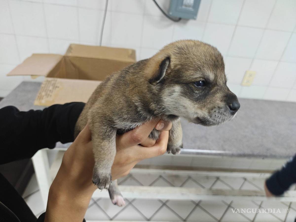 $!Perros resguardados en el Centro Veterinario Municipal esperan ser adoptados por familias responsables.