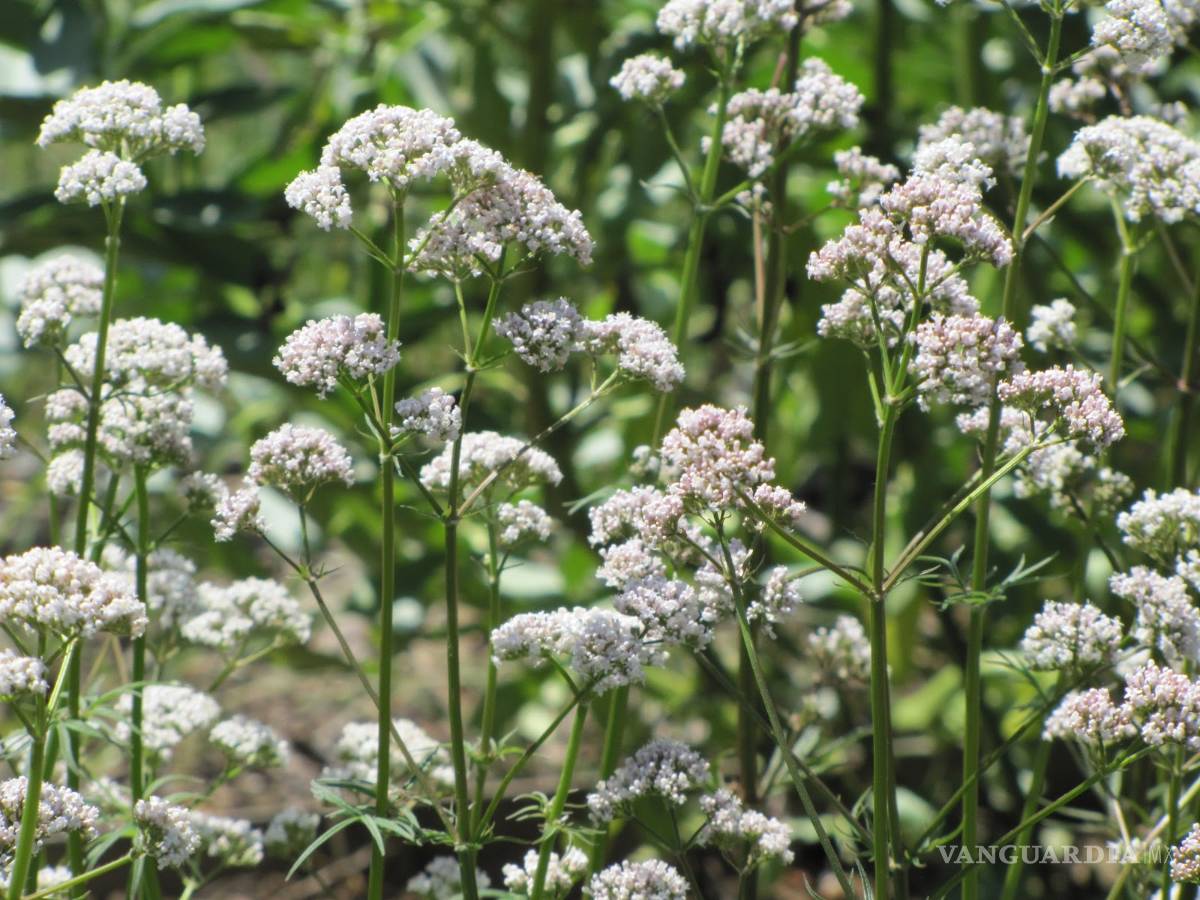 $!Infusiones para calmar los nervios