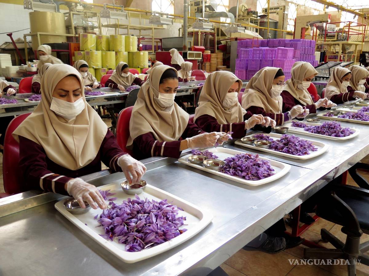 $!Varias trabajadoras de la fábrica de azafrán, Novin Saffron, durante una jornada laboral, en Teheran, Irán, país mayor productor y exportador de esta especia.