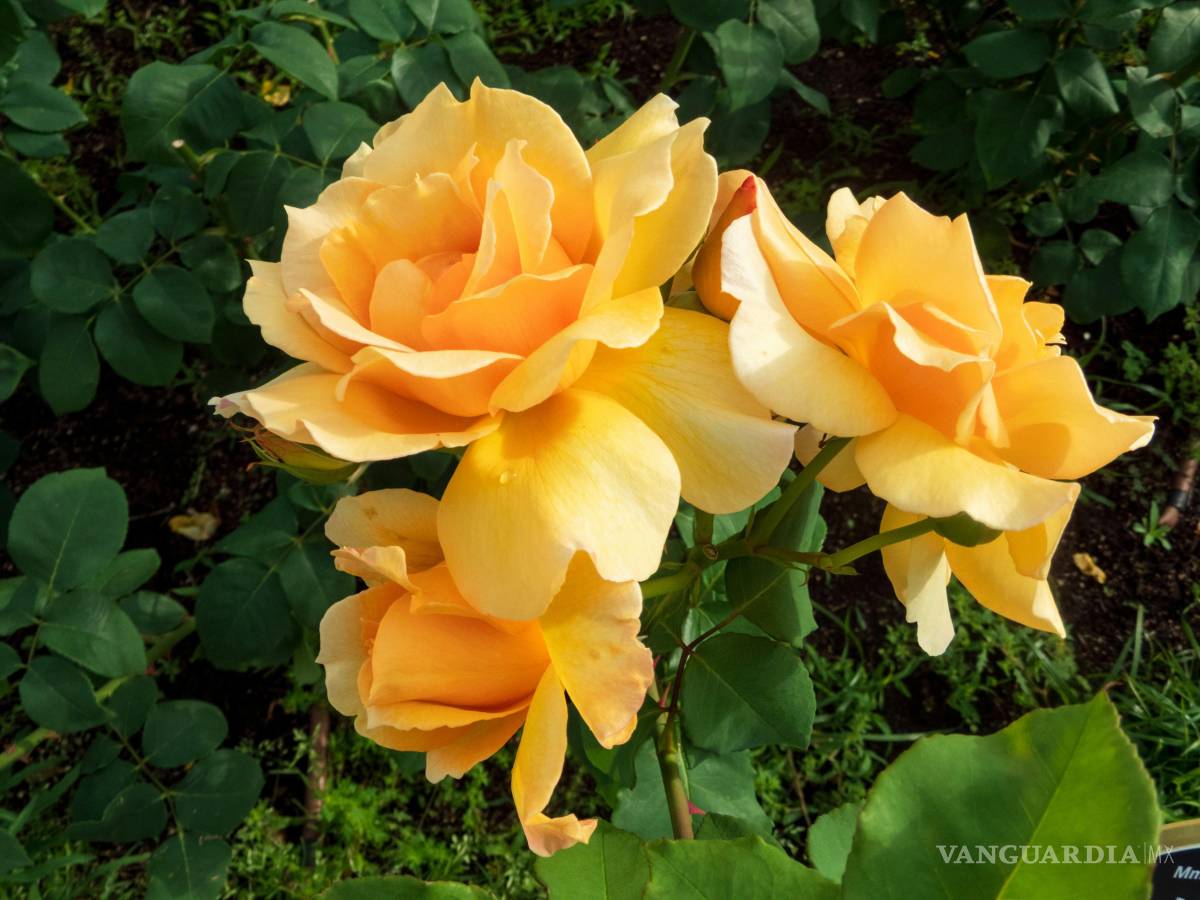 $!Regalar flores amarillas el 21 de septiembre: ¿por qué se obsequian y qué significan?