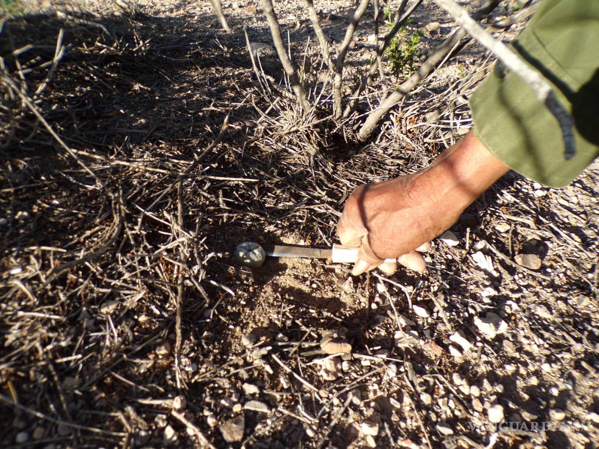 $!En la imagen, don Luis corta con su navaja una parte de la planta. El Jefe Bustos se ha ganado la fama de ser guía de peyoteros que buscan experiencias extrasensoriales.