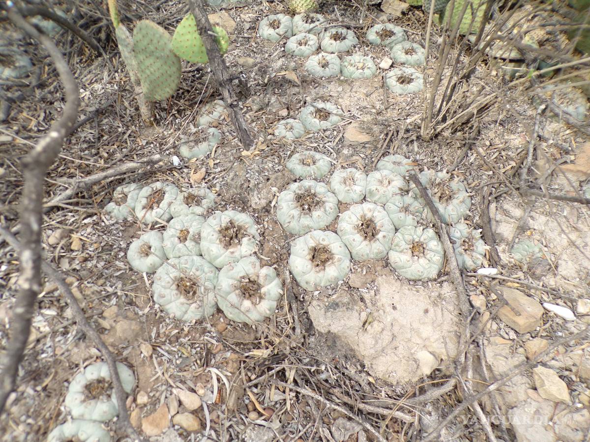 $!El peyote... esa biznaguita entre gris - verde, sin espinas, que en este desierto florece.
