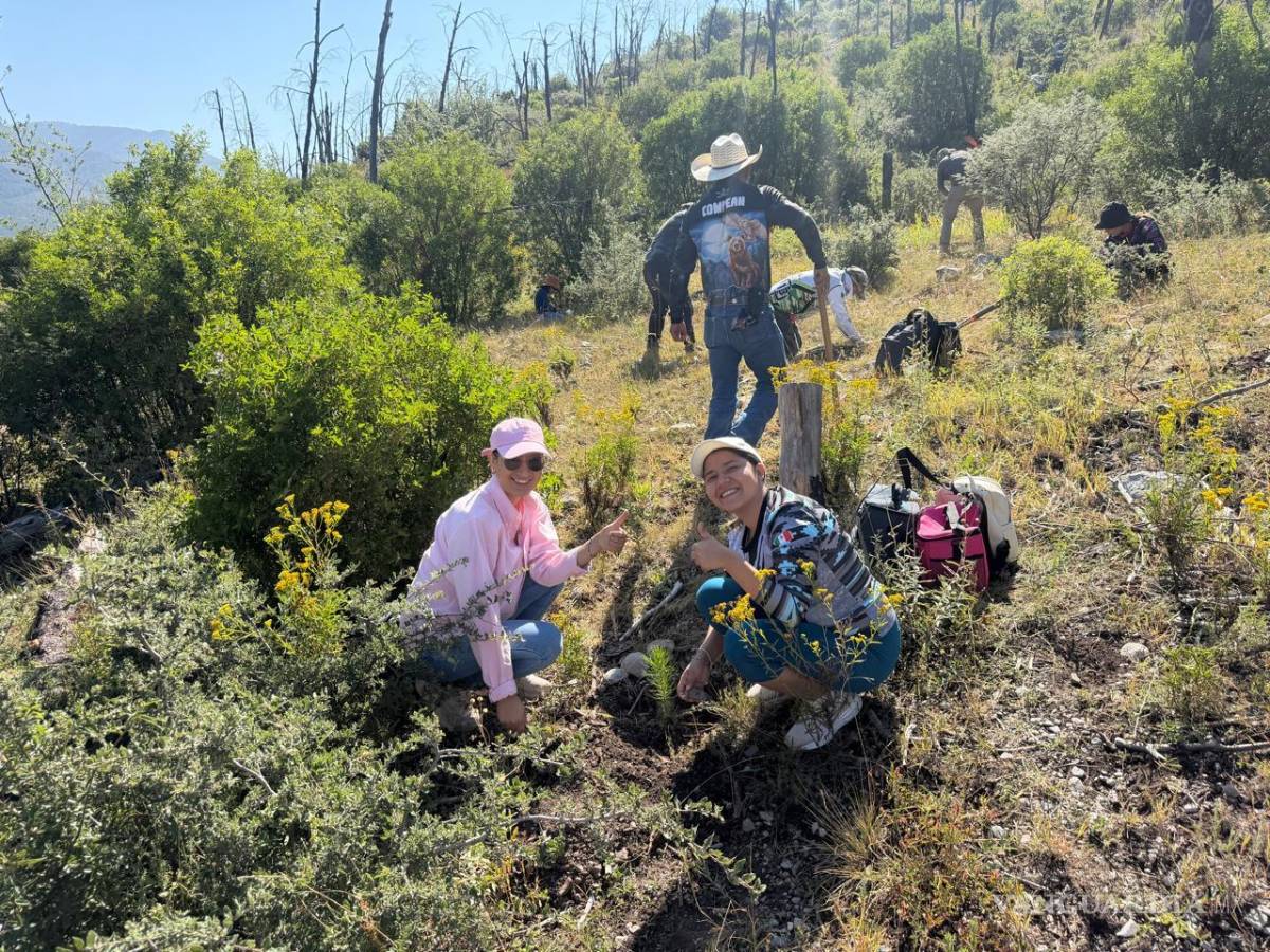 $!Durante la actividad se plantaron 422 ejemplares de pino piñonero, especie endémica clave para regenerar las hectáreas afectadas por incendios en la región.