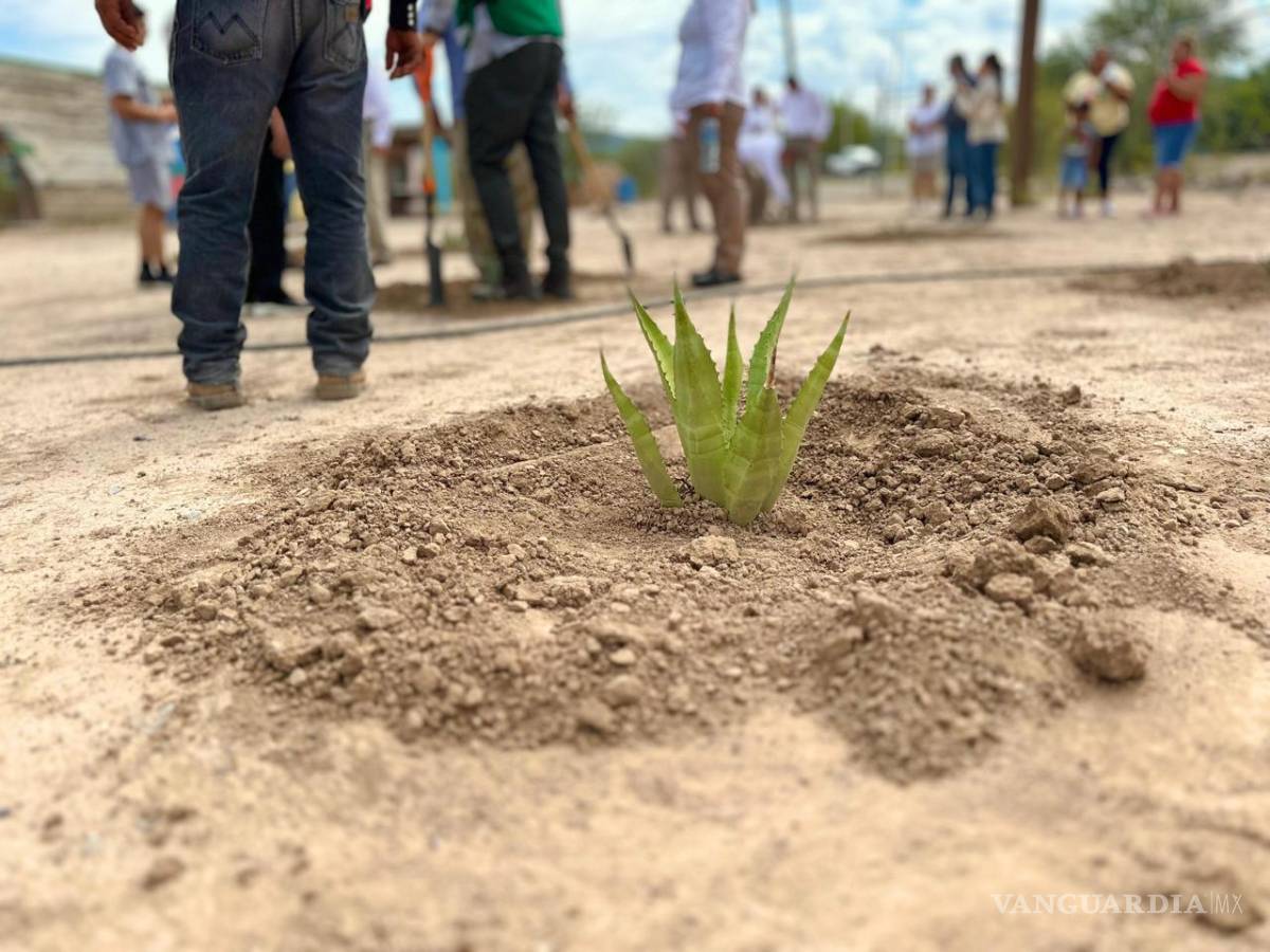 $!La plantación de 60 mil agaves asperrima permitirá la infiltración de más de 330 millones de litros de agua al año en la subcuenca Aguanaval.