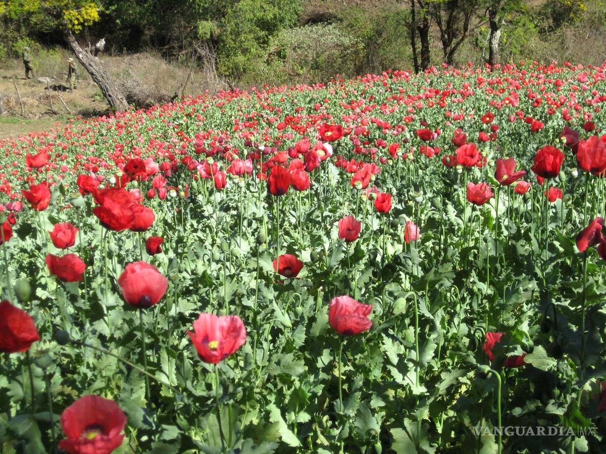 $!Campesinos de la sierra de Guerrero piden legalizar el cultivo de la amapola