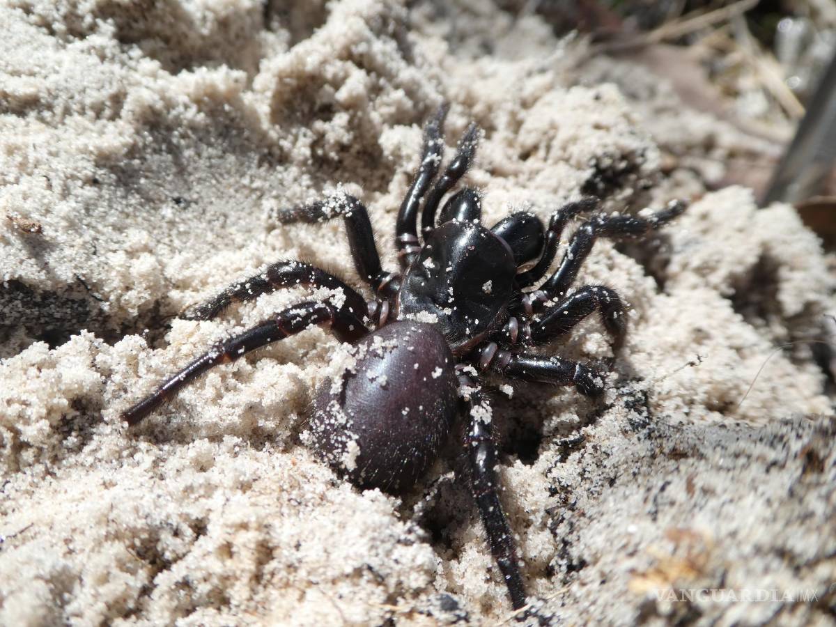 $!Araña de tela en embudo de isla Fraser en la arena. EFE/Samantha Nixon/The University of Queensland/ Victor Chang Cardiac Research Institute