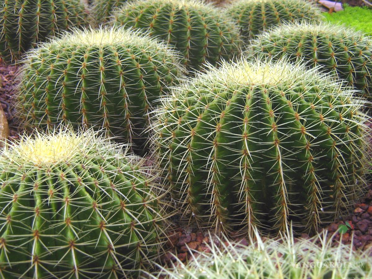 $!Cactus, entre las especie más amenazadas del mundo