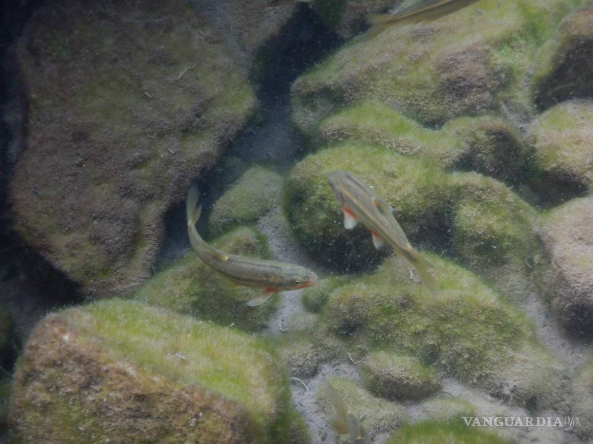 $!La Carpita de Saltillo, uno de los símbolos más importantes de la ciudad, está a punto de extinguirse definitivamente del planeta.