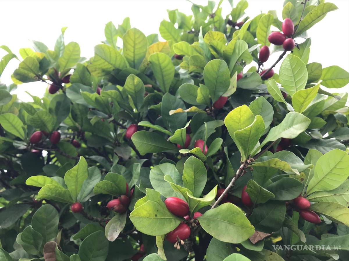 $!Baya 'Miracle Berry’ en Ghana. EFE/Baïa Food