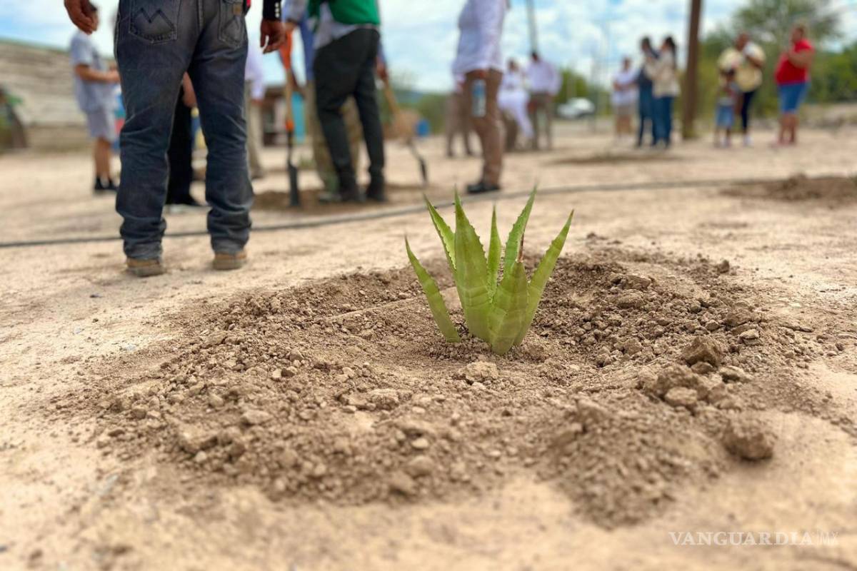 $!La plantación de 60 mil agaves asperrima permitirá la infiltración de más de 330 millones de litros de agua al año en la subcuenca Aguanaval.