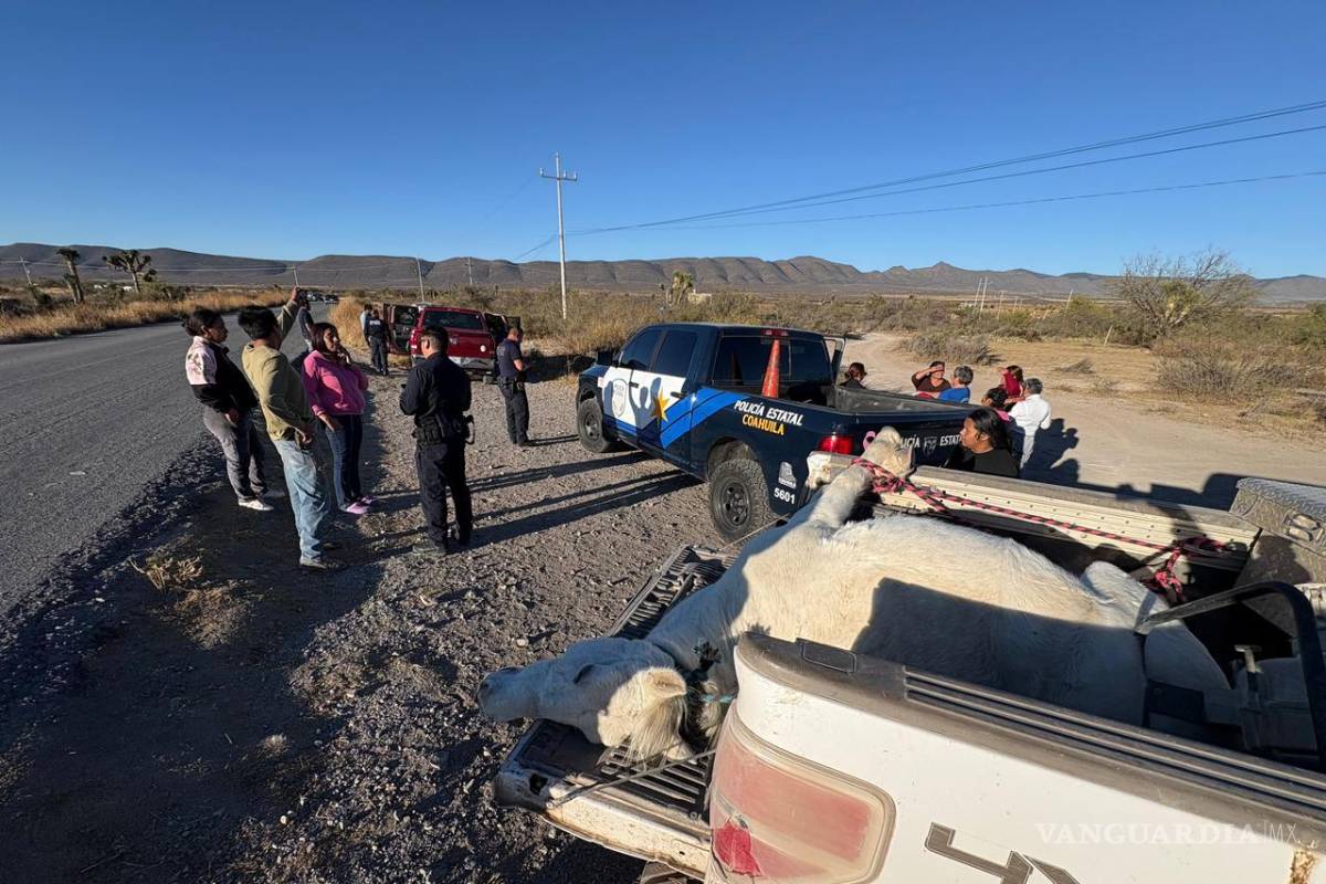 $!El cuerpo del caballo fue subido a una camioneta.