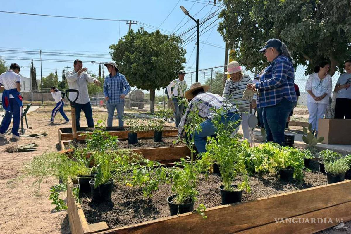 Medio Ambiente de Torreón abre temporada libre para el mantenimiento del Arbolado