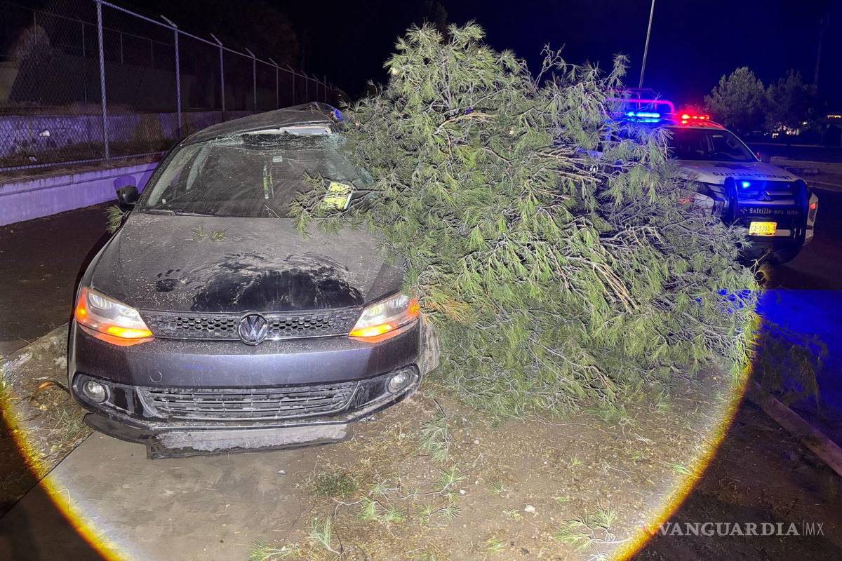 Pierde el control al volante y derriba un árbol en Saltillo