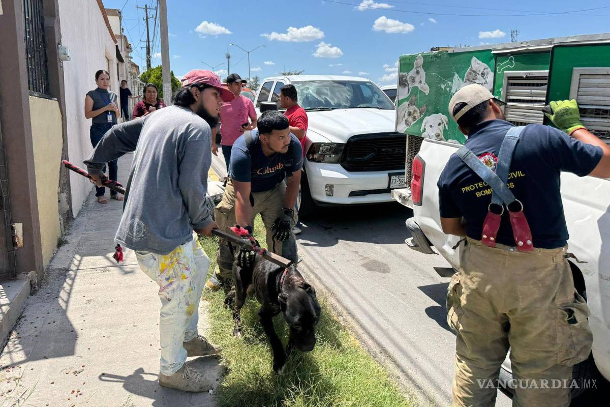 Rescatan a cuatro perros en estado crítico tras denuncia ciudadana en Piedras Negras