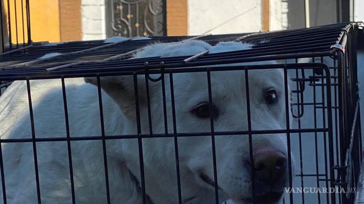 Rescatan a perrita de fallecer en negocio de Saltillo; intentó saltar del techo