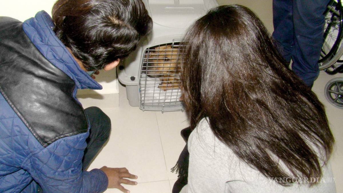 Insiste el actor Raúl Juliá que 'Max' no fue el perro pitbull que mató a Iker en Saltillo