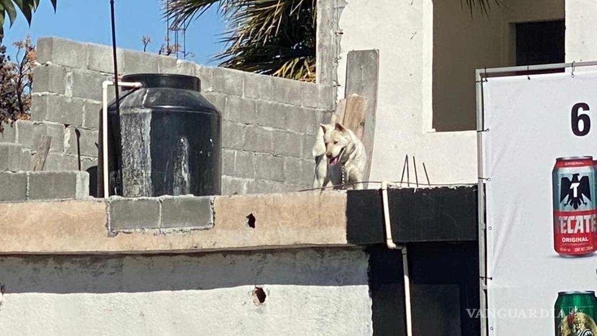 Rescatan a perrita de fallecer en negocio de Saltillo; intentó saltar del techo
