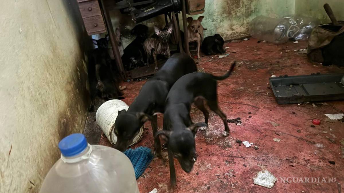 Rescatan en Nuevo León a 16 perros chihuahua que habitaban en condiciones insalubres