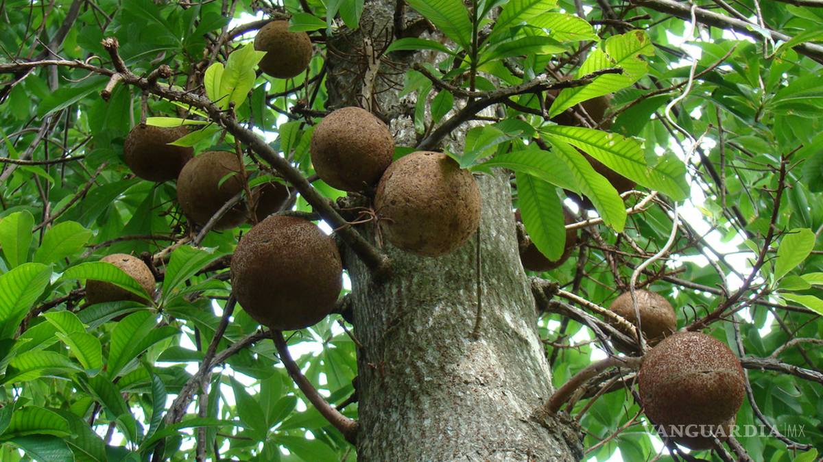 Semilla de Brasil que hace bajar de peso ¡Puede ser mortal!