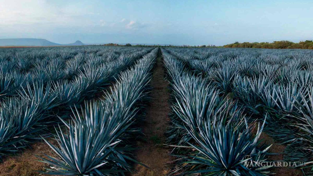 México se consolidará en el 2018 como potencia agroalimentaria en el mundo