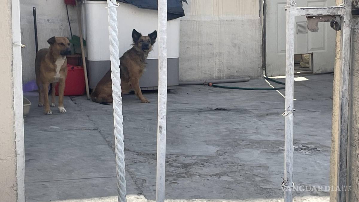 Repartidor sufre caída tras huir de dos perros, en Saltillo
