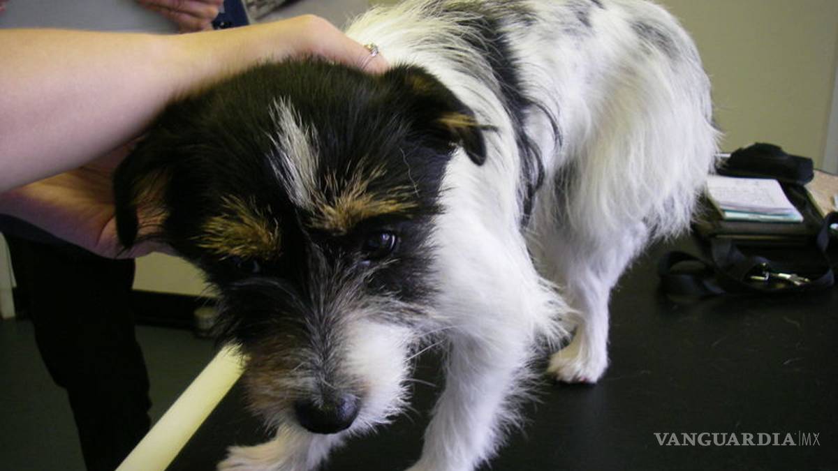 Cachorro tiró el café de su dueña y ella lo golpeó brutalmente (video)