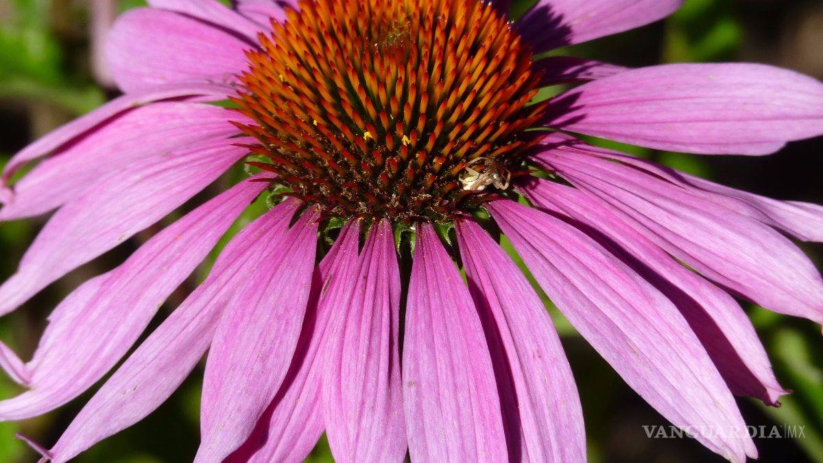 Cofepris autoriza uso de 18 plantas medicinales, checa cuáles son