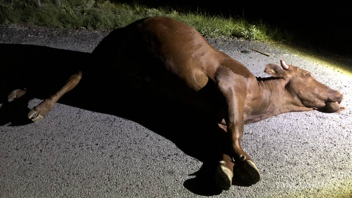 Sale ilesa conductora tras arrollar a dos vacas, en carretera Zacatecas