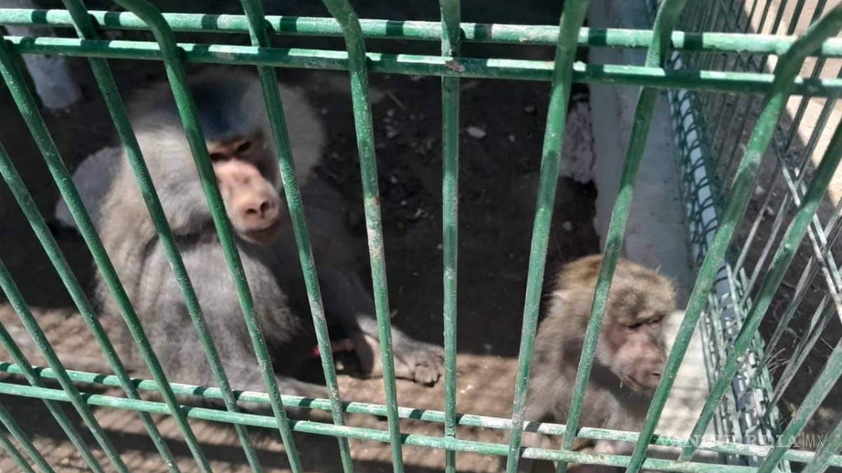 Suspenden en Nuevo León parque de especies exóticas